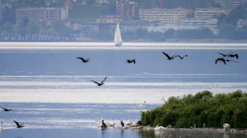 segelboot neuenburgersee