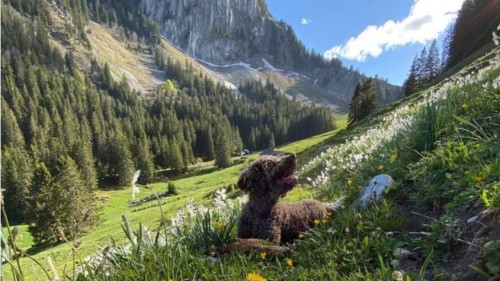 Frapp | Au Top – 5 Balades Coups De Cœur Dans Le Canton De Fribourg