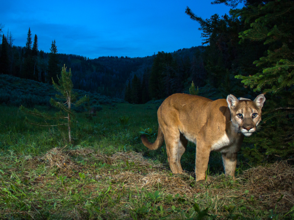 Puma espece outlet eteinte