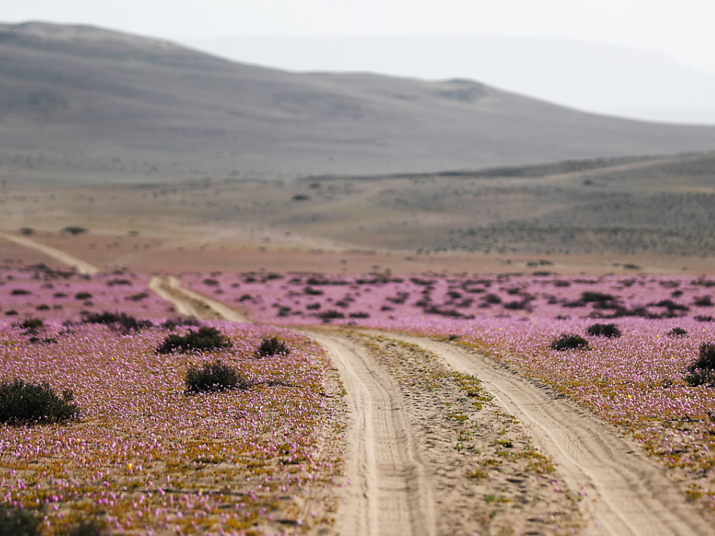 Le désert d'Atacama est en fleurs comme jamais depuis 20 ans