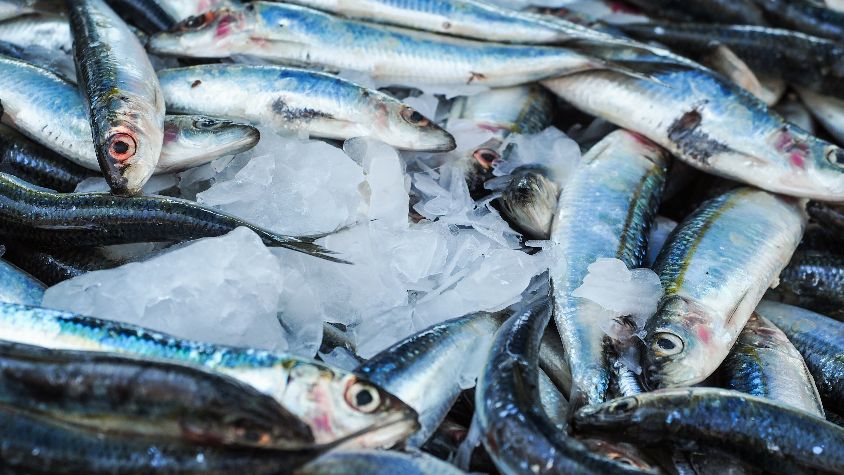 Pourquoi les sardines bretonnes sont-elles plus petites ? Un programme  inédit veut comprendre