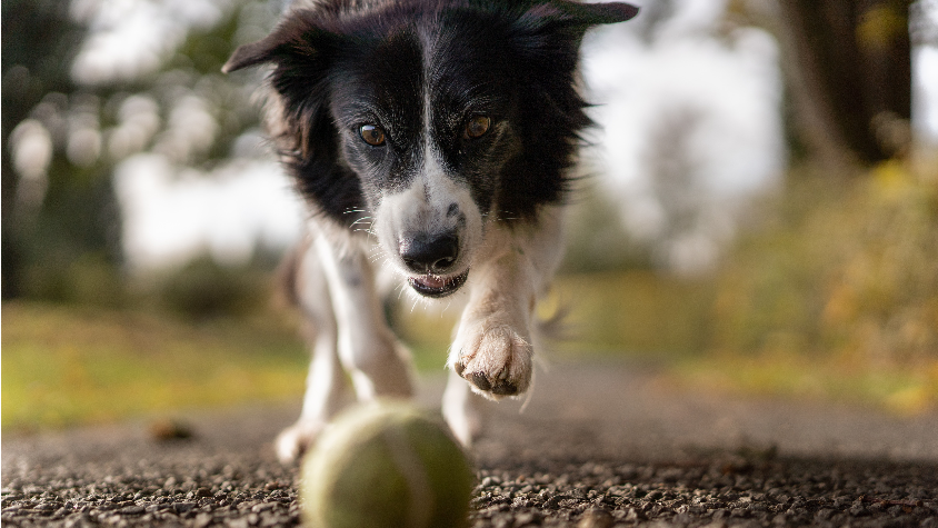 La race d'un chien est un mauvais prédicteur de son comportement