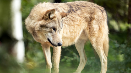 Frapp Wolfsrisse Im Kanton Freiburg Best tigt