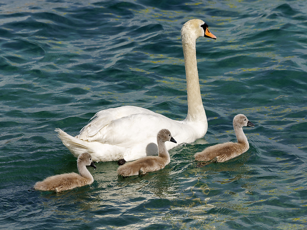 Frapp Ils tuent un cygne et le mangent