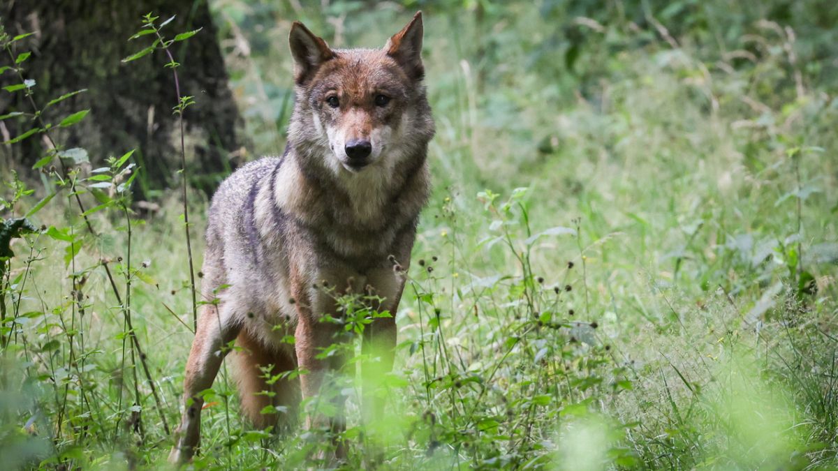 Groupe Loup Suisse