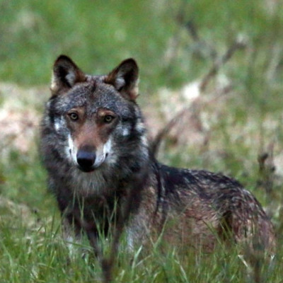 Le loup tue à nouveau dans le canton de Neuchâtel - RTN votre radio  régionale